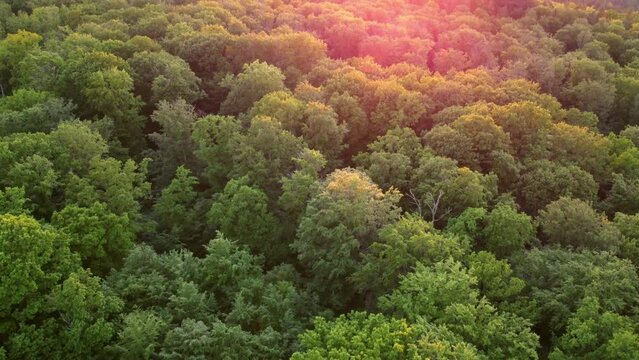 Aerial footage of tilt over treetops in the forest at sunset