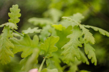 Abstraction growing green leaves on a light background outdoors
