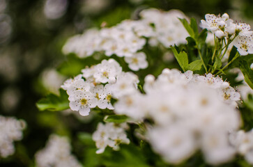 Wild hawthorn bush blooms with abundant white flowers in spring and gives small red fruits