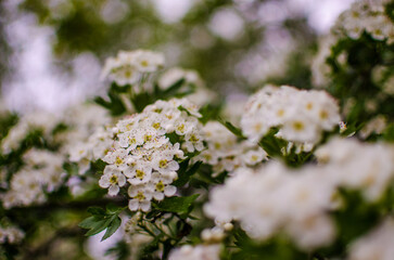Wild hawthorn bush blooms with abundant white flowers in spring and gives small red fruits