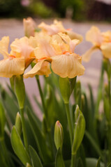 Fototapeta na wymiar Irises are wonderful flowers to decorate the yard near the gazebo or in the garden