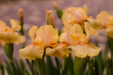 Fototapeta na wymiar Irises are wonderful flowers to decorate the yard near the gazebo or in the garden