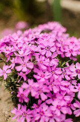 Small phlox flowers for spring garden decoration