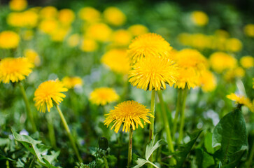 Delicate and light dandelion flowers outdoors
