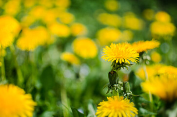 Delicate and light dandelion flowers outdoors