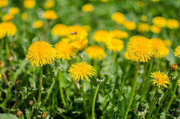 Delicate and light dandelion flowers outdoors