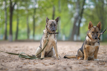 Two dogs on a leash for a walk in the park.