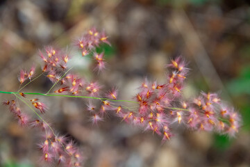 autumn leaves in the forest