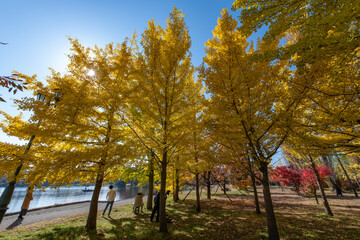 autumn in the park