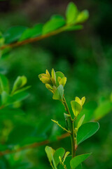 plant leaf texture close-up background