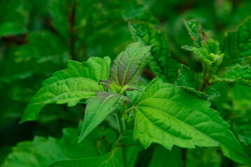 plant leaf texture close-up background