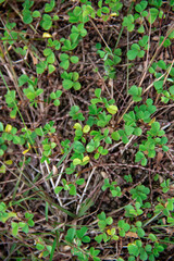 plant leaf texture close-up background