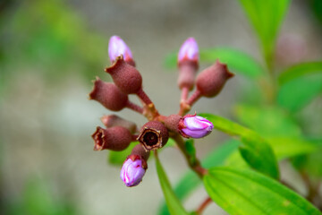 Flower buds of the bush plant melastoma malabathicum