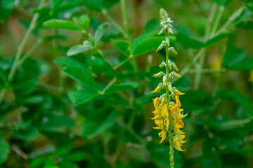 Naklejka premium Crotalaria longirostrata plant background growing in the forest