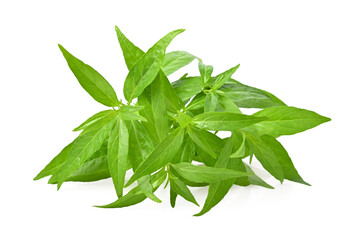 Andrographis paniculata, King of Bitters plant, Fresh of Green chiretta. Isolated on white...