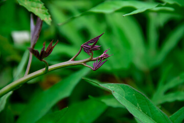 Sweet potato leaf background on the plantation