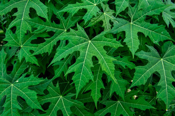Fresh green papaya leaf texture background