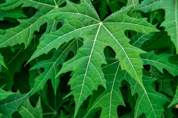 Fresh green papaya leaf texture background