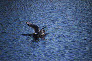 Seagull landed on the water