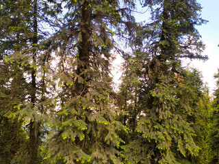 Pine trees in the forest with blue sky