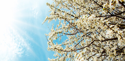 Springtime with white cherry blossoms against blue sky in sunshine. Beautiful cherry tree with tender flowers. Amazing spring blossom