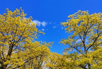 Fototapeta premium yellow tree in spring