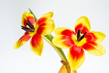 Tulpen / Blumen