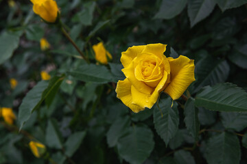 薔薇園の薔薇の花　フリージア