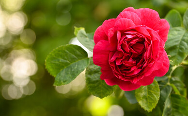 Beautiful rosa 'Zigeunerblut', Sint-Pieters-Leeuw, Belgium