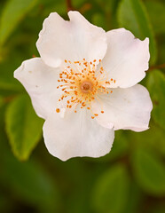 Obraz premium Close-up of a garden rose