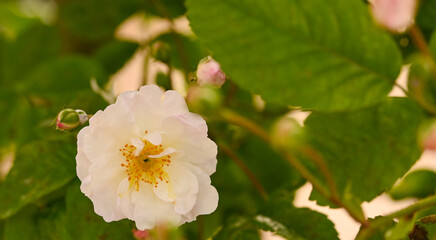 Obraz premium Close-up of a garden rose