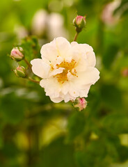 Obraz premium Close-up of a garden rose