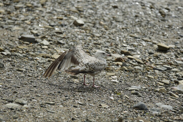 Cancale - mouette