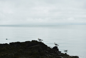 Cancale - mouettes et goéland