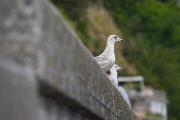 Cancale - mouettes