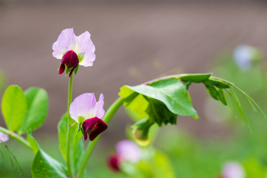 さやえんどう Images Browse 1 526 Stock Photos Vectors And Video Adobe Stock