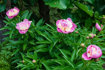 豪華な芍薬の大輪咲き始め