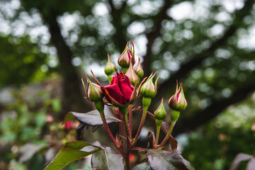 薔薇園の薔薇の花　ユーロピアナ