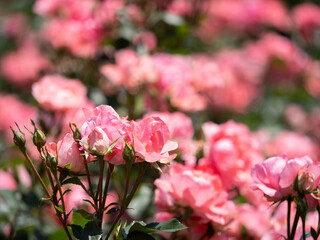 Fototapeta premium ピンク色の可憐なバラの花 与野公園 5月
