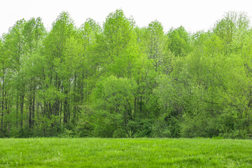 Fototapeta na wymiar green grass and trees