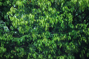 Closeup of the small green leaves