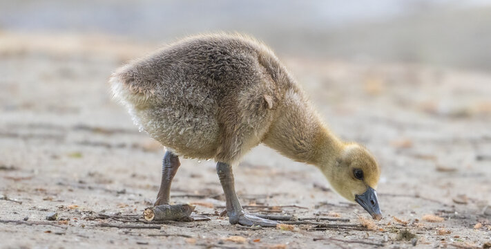G&auml;nsek&uuml;ken im Wald bei der Futtersuche