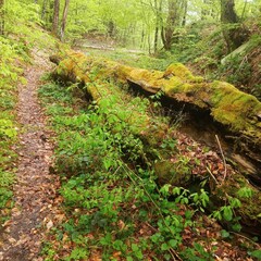 stream in the forest