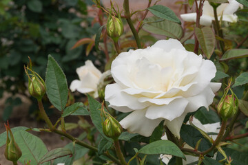 白い薔薇（ミルキーウェイ）Milky Way