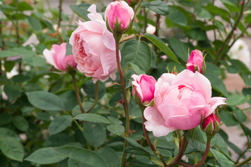 ピンクの薔薇（ジ アニック ローズ）The Alnwick Rose