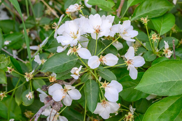 White Apple Flowers. Beautiful flowering apple trees. Background with blooming flowers in spring day. Blooming apple tree Malus domestica close-up. Apple Blossom.