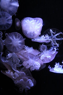 Several transparent white jellyfish swim.