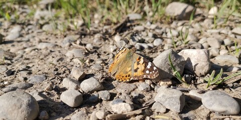butterfly on the sand