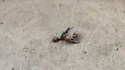 The transformed caterpillar turns into a cocoon covered in dry leaves.