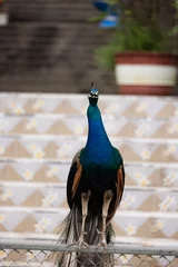 Foto op Canvas blue peacock close up © JakkritOfficial